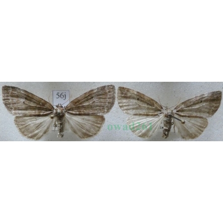 Ochropacha duplaris (Linnaeus, 1761) pair Falica dwojnica Czech56j